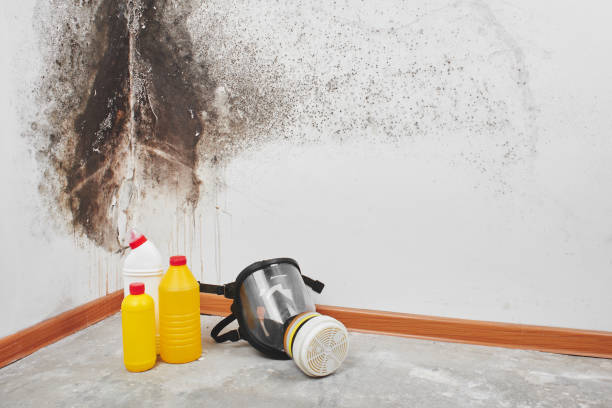 Best Attic Mold Removal  in Point Baker, FL