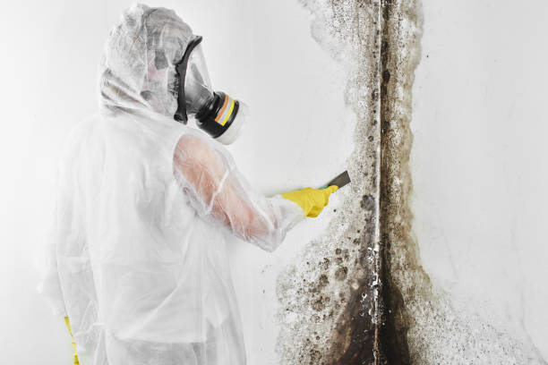 Best Emergency Mold Removal  in Point Baker, FL