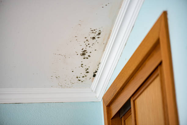 Best Mold Removal Process  in Point Baker, FL