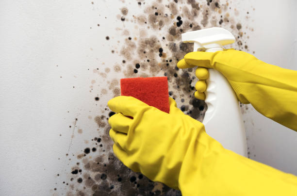 Point Baker, FL Mold Removal Company