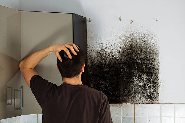 Best Mold Damage Repair  in Point Baker, FL